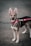 A young, alert dog with large, upright ears and a tan and black coat is standing on a paved surface. The dog is wearing a red leash and appears calm yet attentive.
