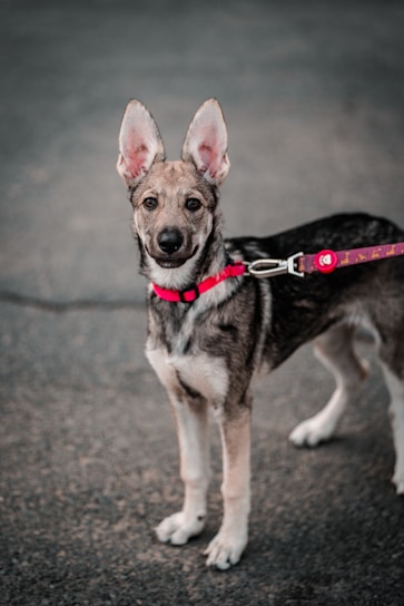 A young, alert dog with large, upright ears and a tan and black coat is standing on a paved surface. The dog is wearing a red leash and appears calm yet attentive.