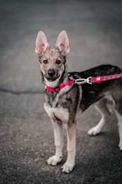A young, alert dog with large, upright ears and a tan and black coat is standing on a paved surface. The dog is wearing a red leash and appears calm yet attentive.