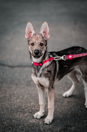 A young, alert dog with large, upright ears and a tan and black coat is standing on a paved surface. The dog is wearing a red leash and appears calm yet attentive.