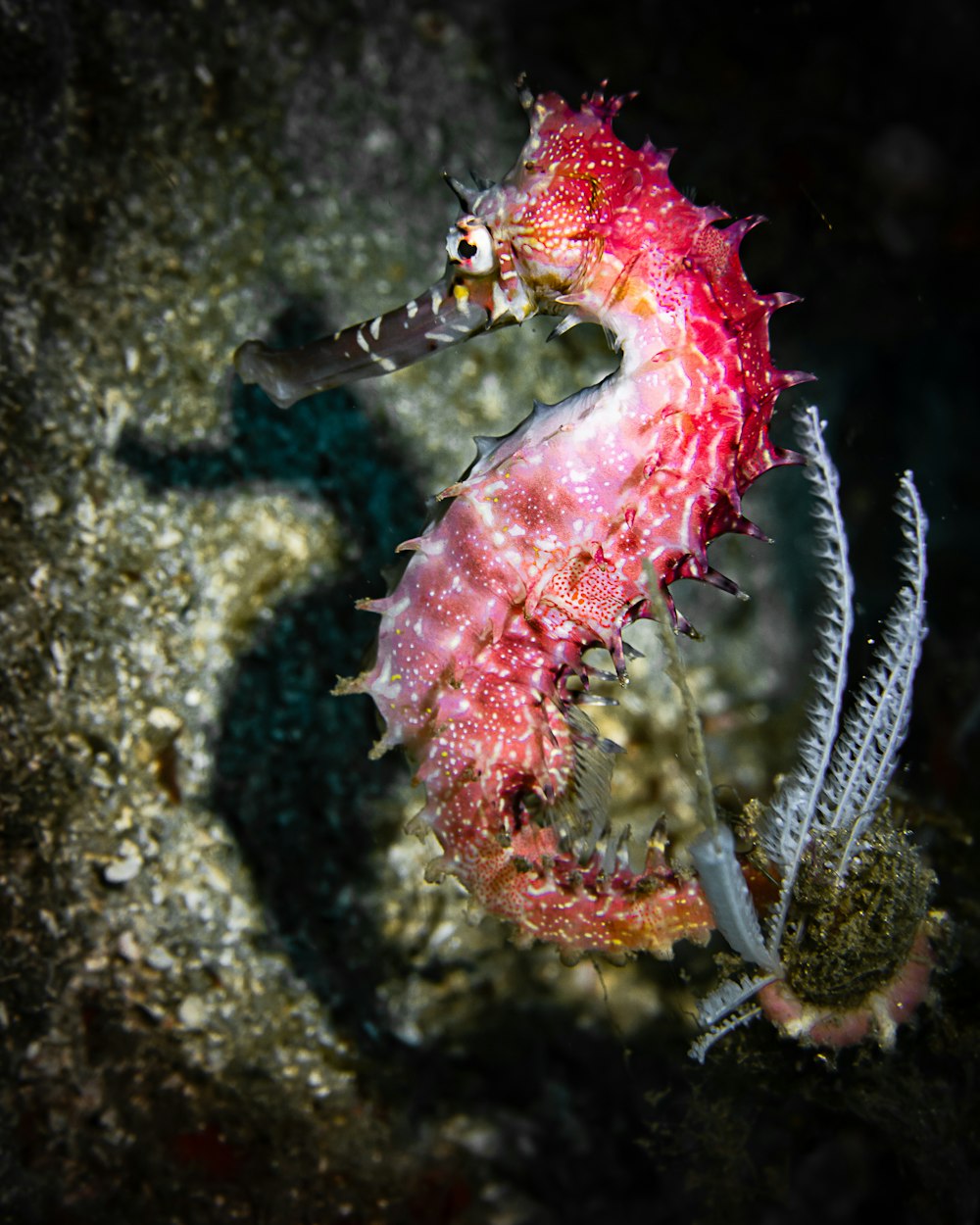 Un primer plano de un caballito de mar en el fondo del océano