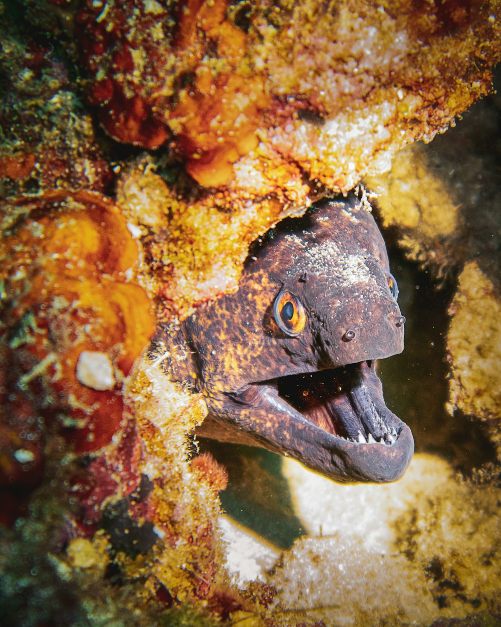 um close up de um peixe com a boca aberta