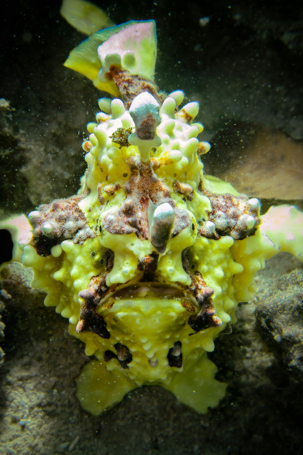 a close up of a sea anemone on a rock