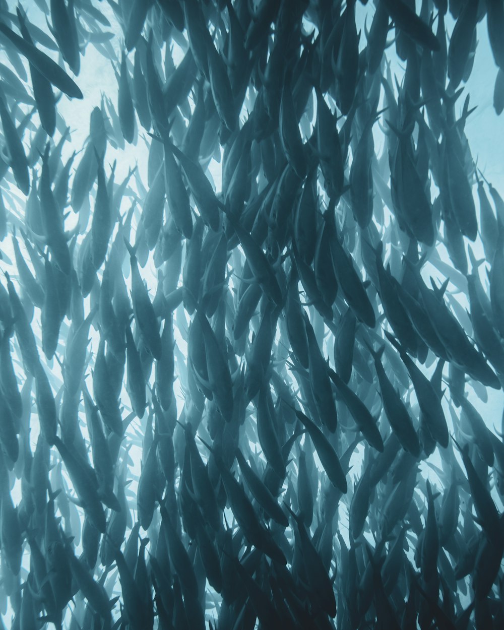 Un grande gruppo di pesci che nuotano in uno specchio d'acqua