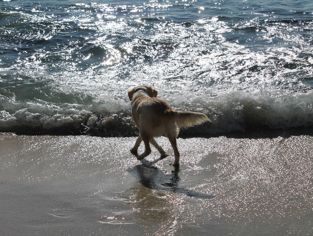 a dog walking on the beach near the water