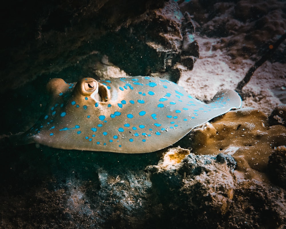 a blue and white spotted stingfish laying on a rock