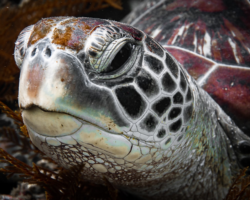a close up of a sea turtle's face