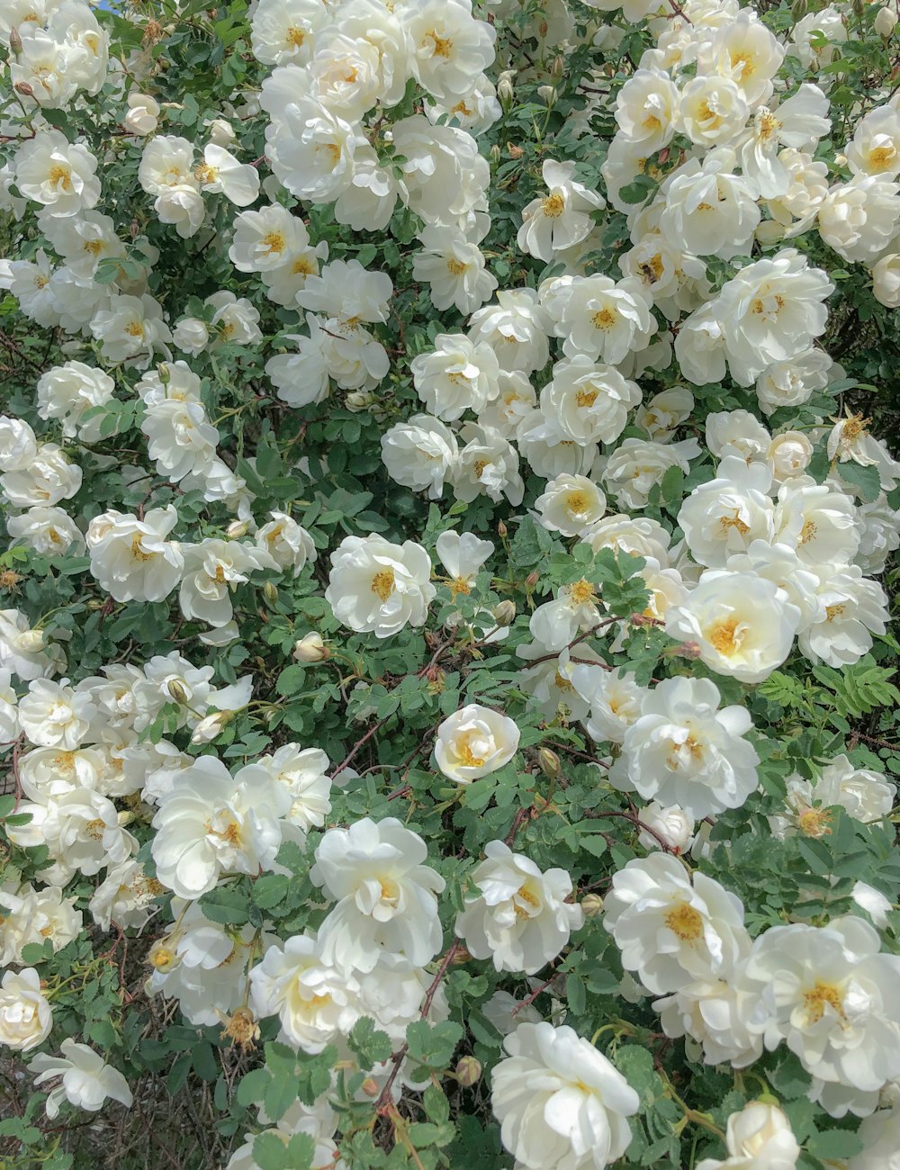 a bush of white flowers with green leaves