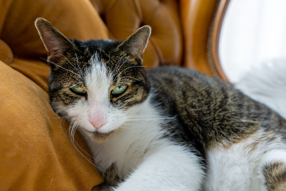 a cat laying on a couch with its eyes closed