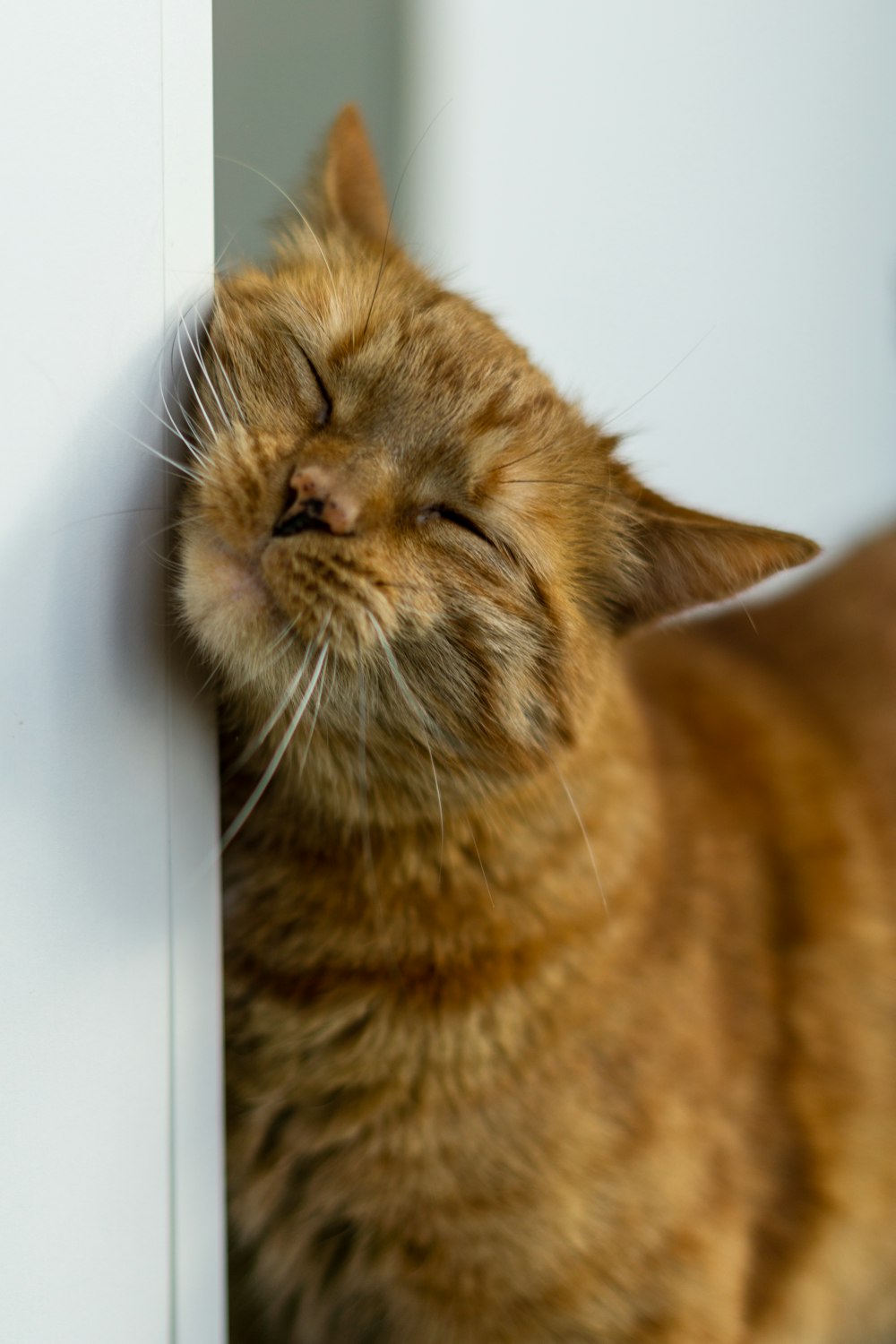 a cat that is laying down next to a wall