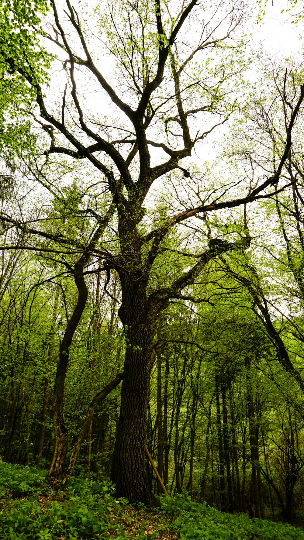 a large tree in the middle of a forest