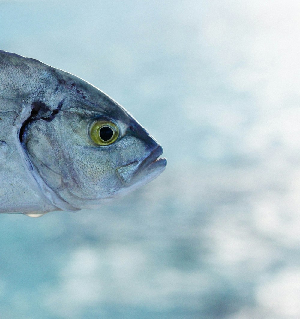 a close up of a fish