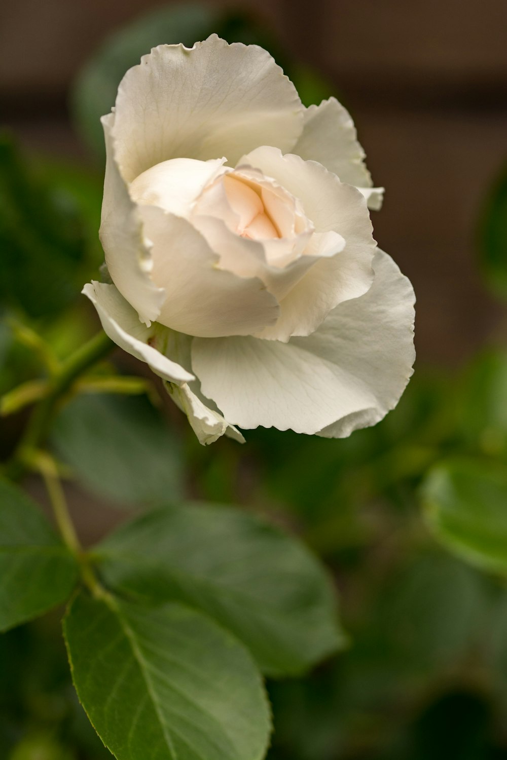 a white flower with green leaves in the background