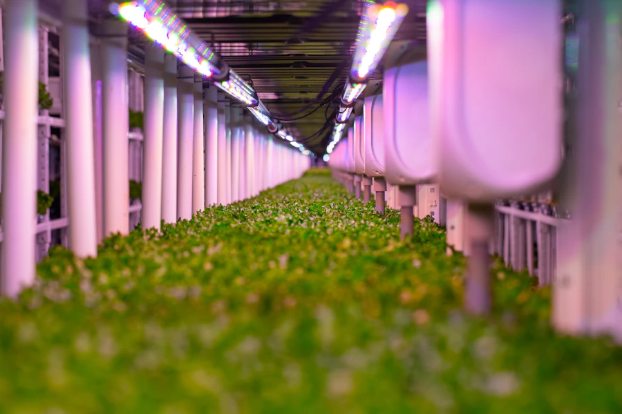 Controlled-environment cultivation under grow lights