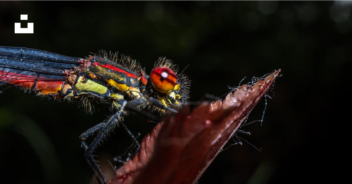 A insect on a branch photo – Free Roding valley meadows Image on Unsplash