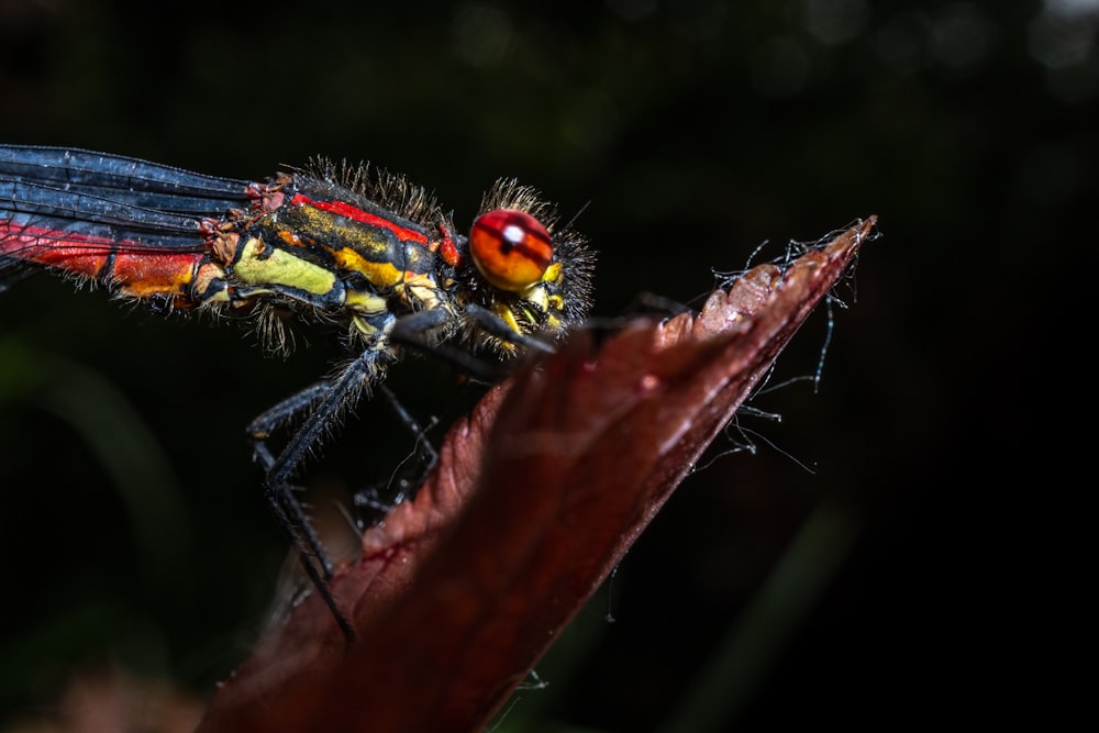 a insect on a branch