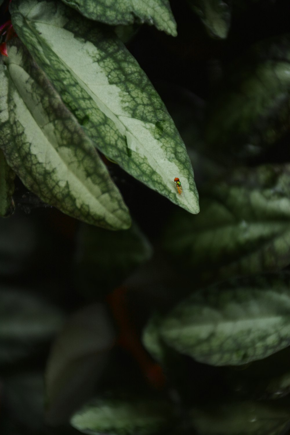 a close up of a plant with green leaves