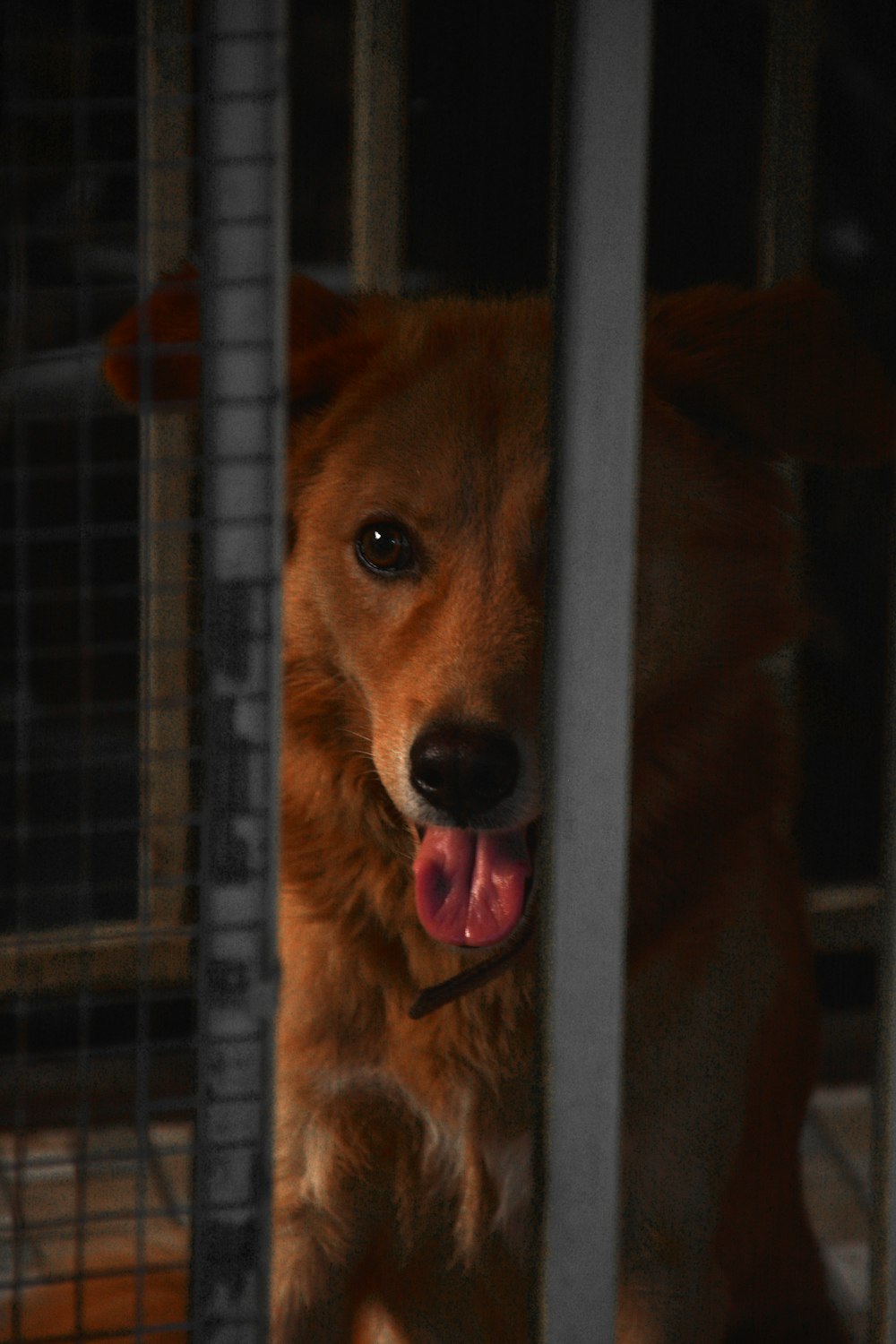 a dog sticking its tongue out through a gate
