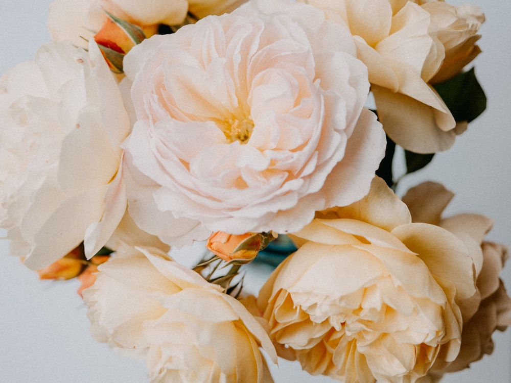 a close up of a flower