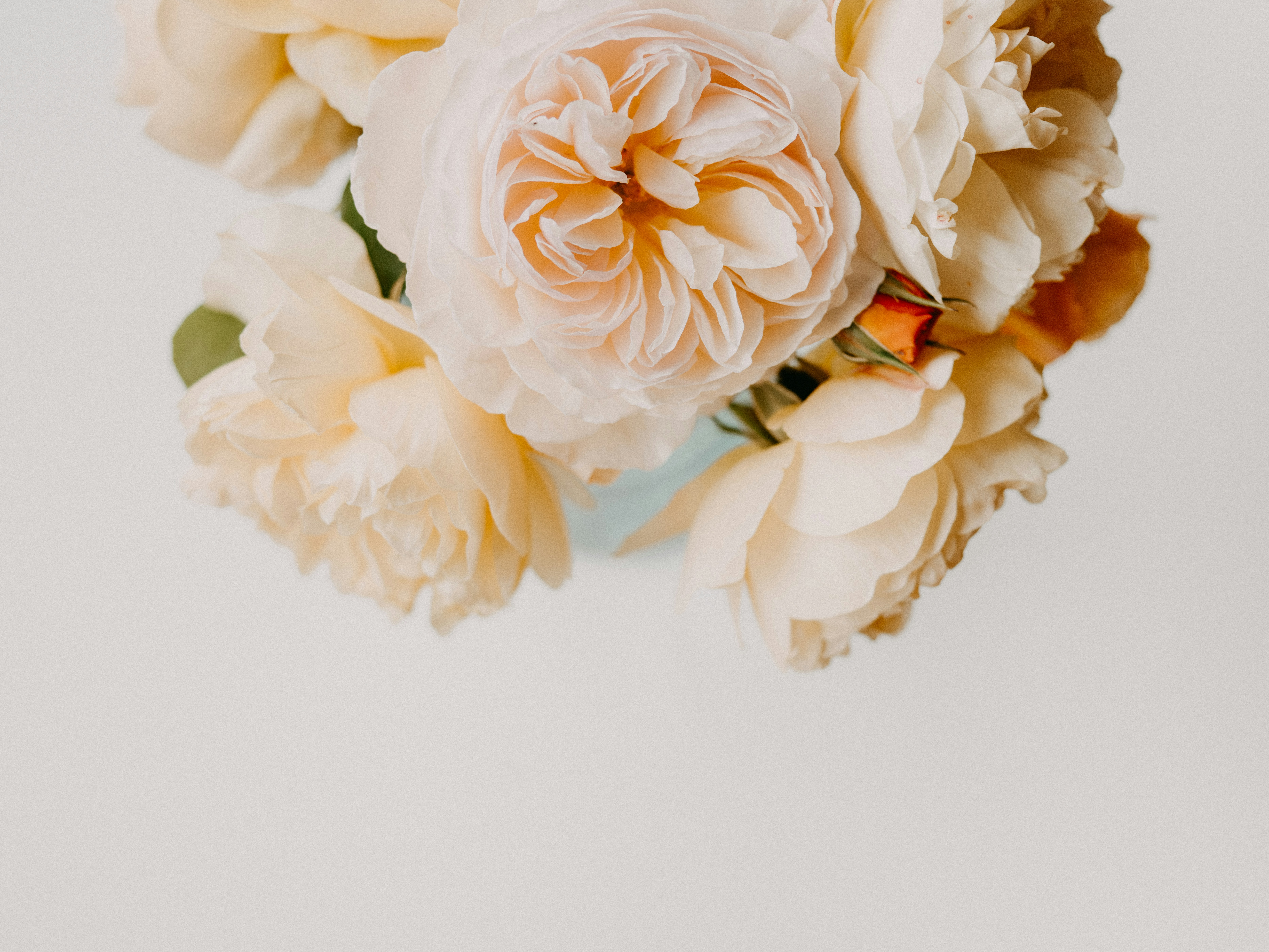 a close up of a flower