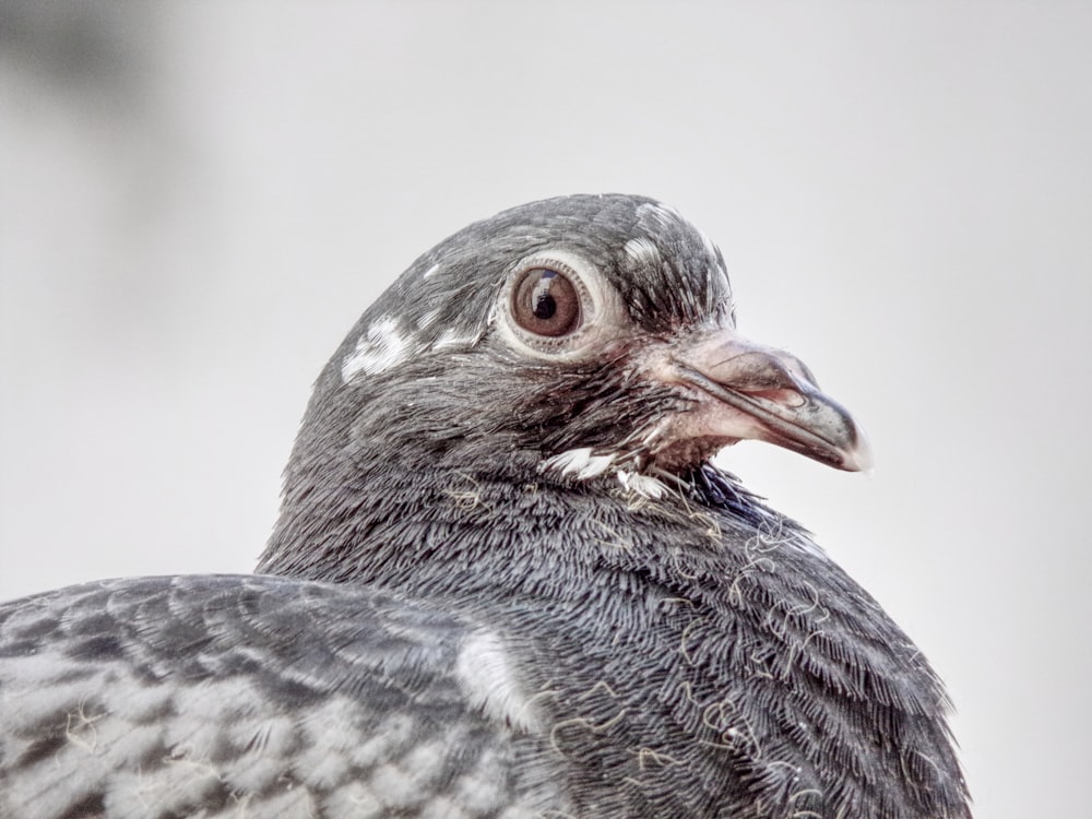 a close up of a bird with a blurry background