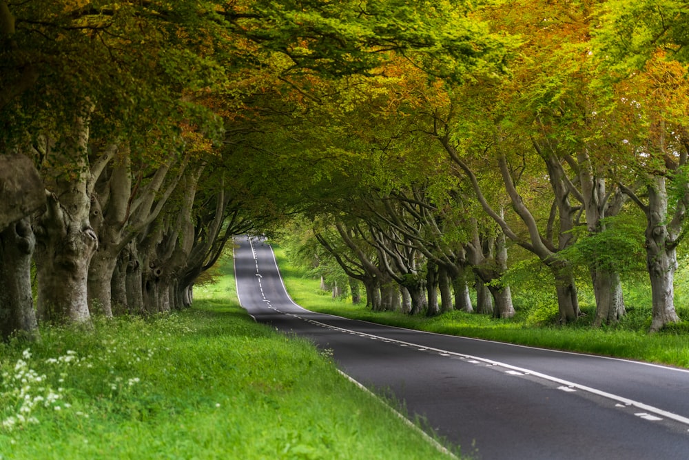 uma árvore ao lado de uma estrada