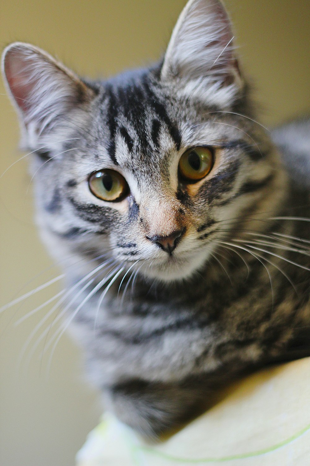 a cat sitting on top of a bed next to a wall