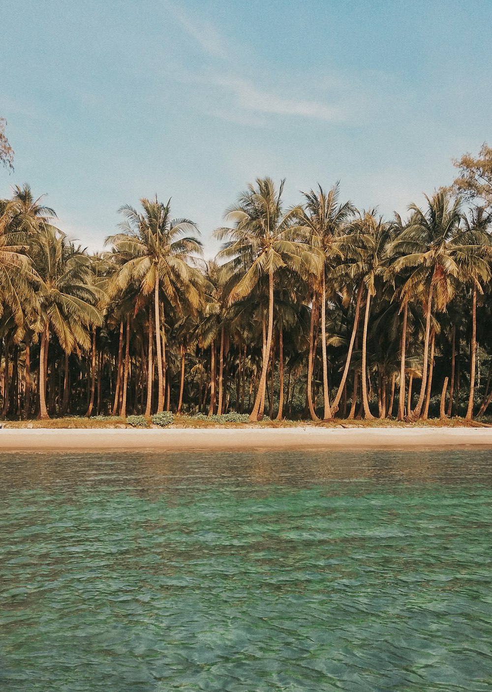 palm trees line the shore of a tropical beach