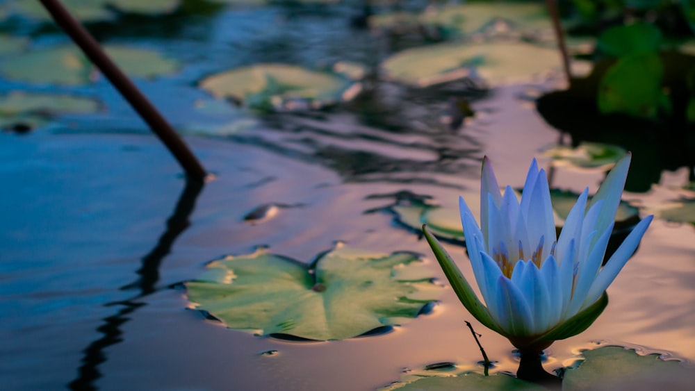 a blue flower sitting in the middle of a pond