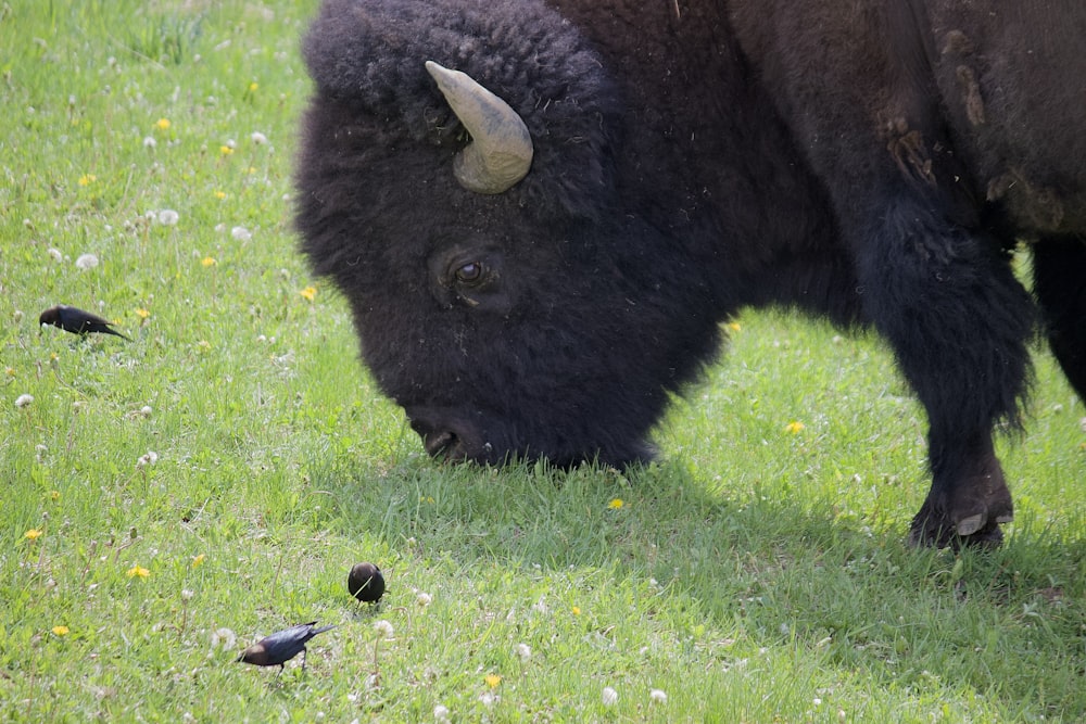 a bison grazing in a field of grass