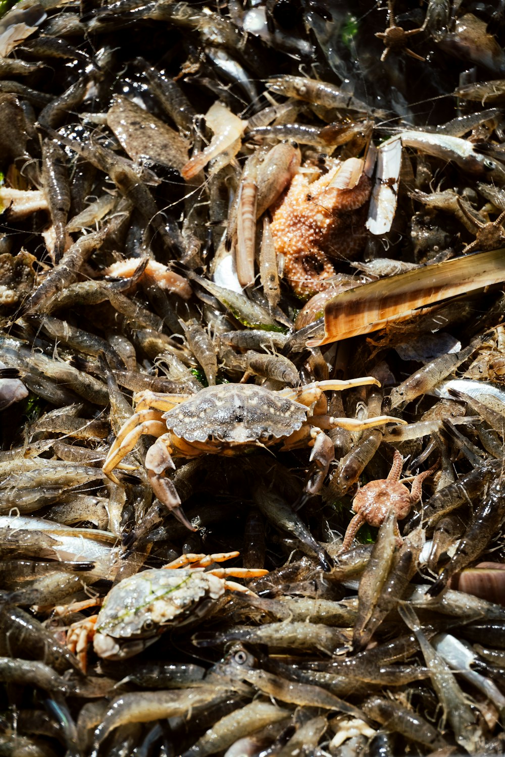 a pile of dead crabs in the water