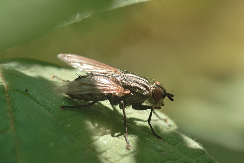 a fly sitting on top of a green leaf