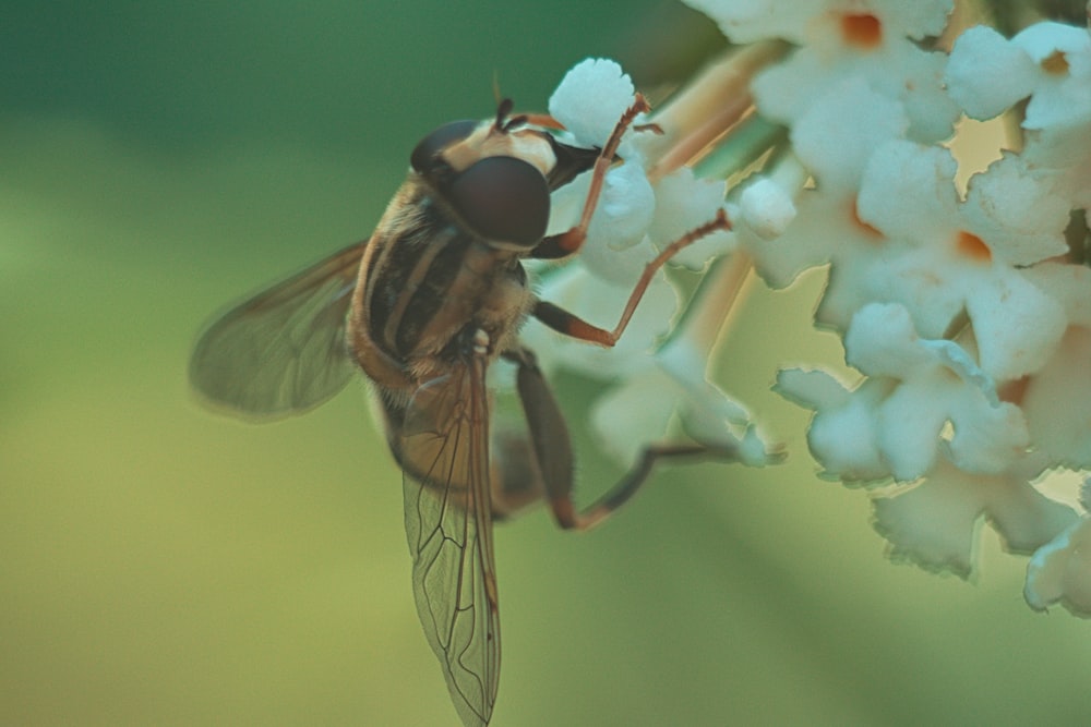 a close up of a fly on a flower