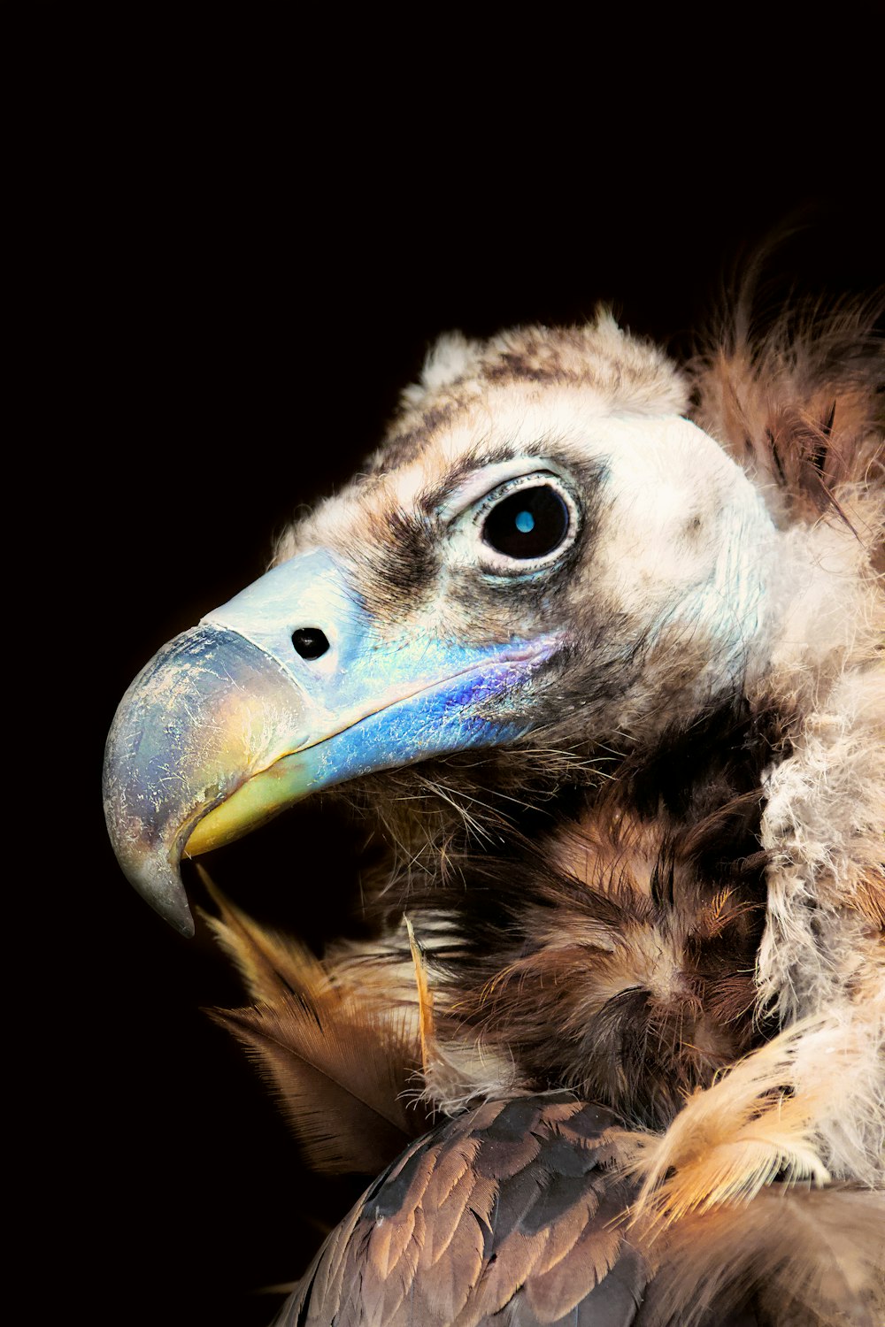 a close up of a bird with a black background