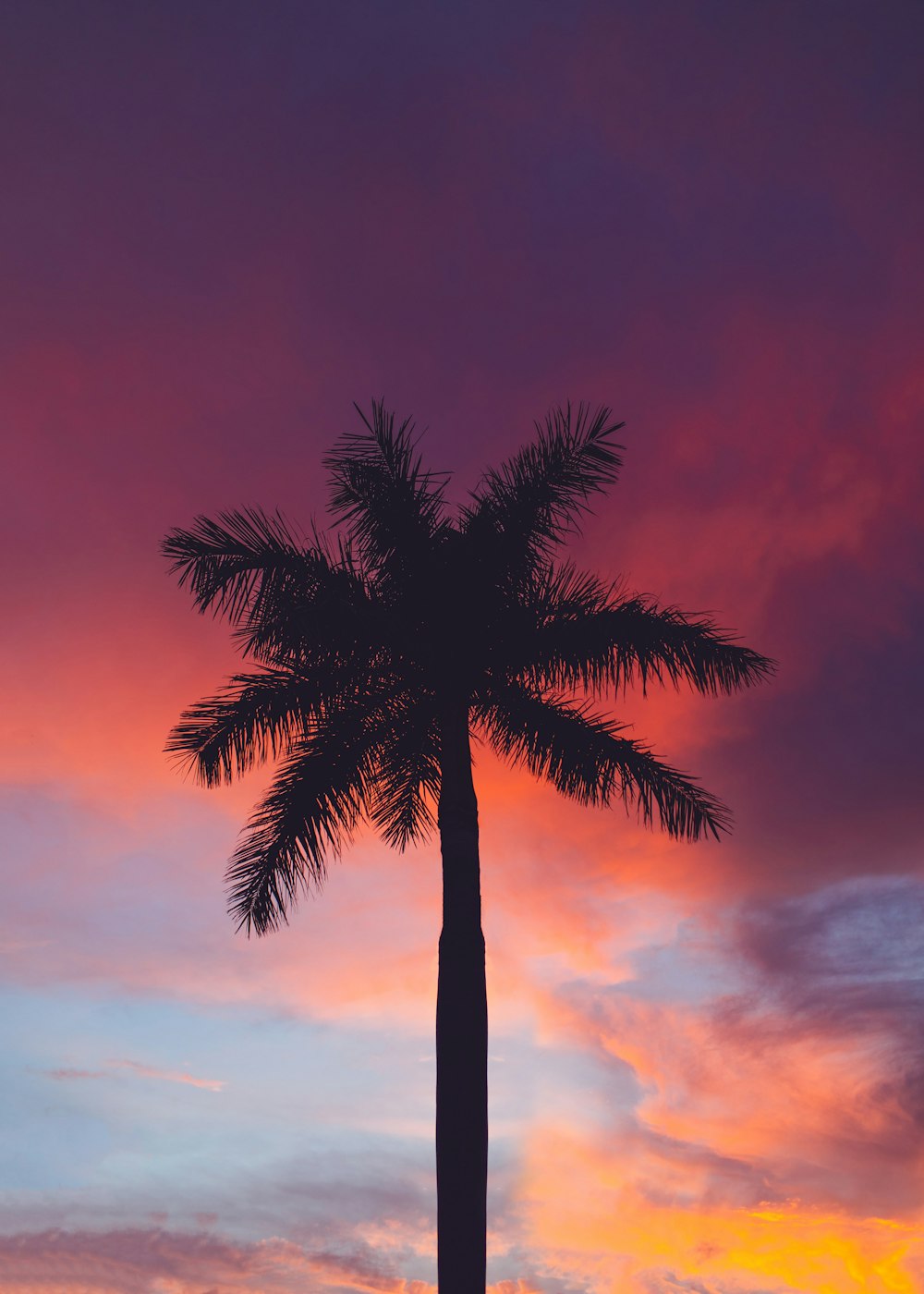 a palm tree is silhouetted against a colorful sunset