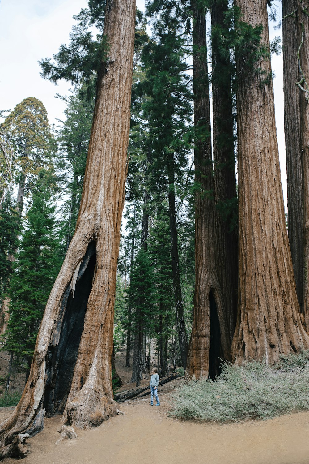 a person standing in front of a group of trees