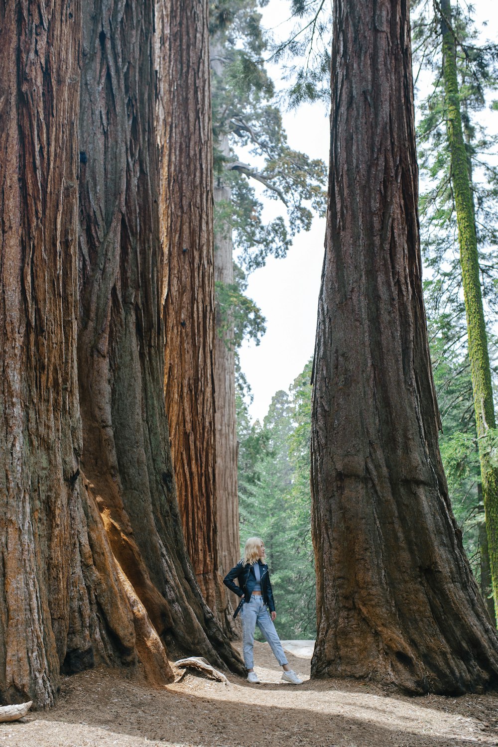 a woman standing between two large trees in a forest