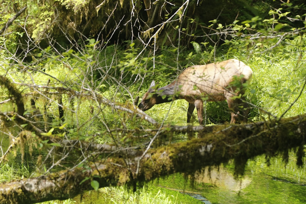 a moose is standing in the grass near a stream