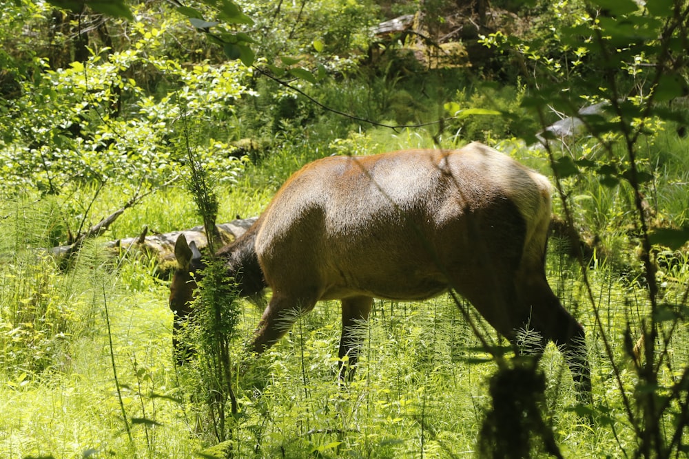 a cow grazing in a field of tall grass