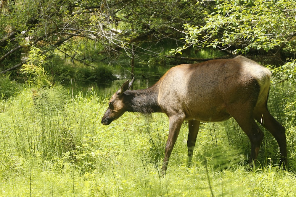 a deer that is standing in the grass