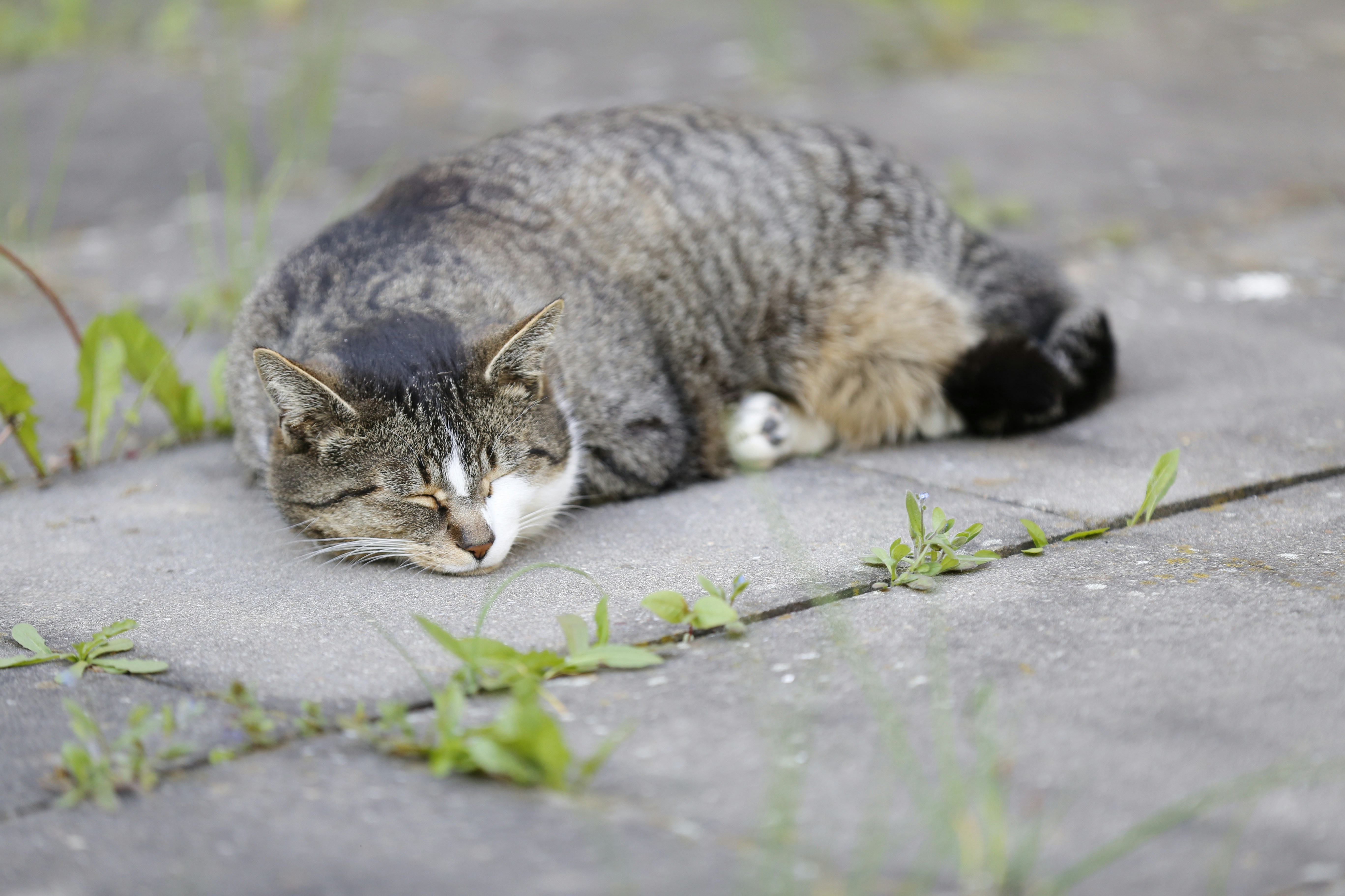 a cat that is laying down on the ground