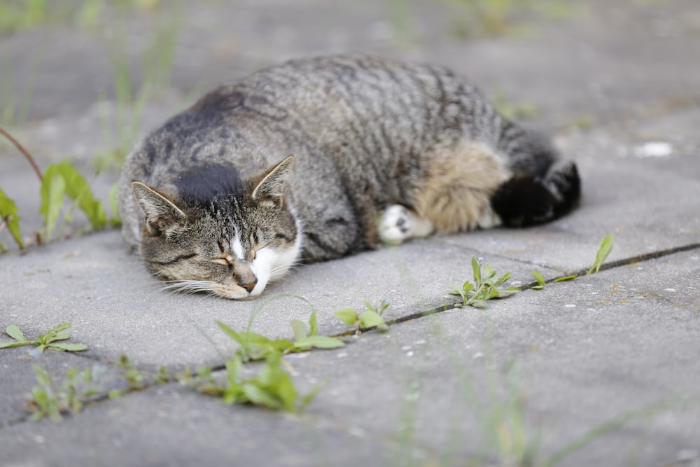 a cat that is laying down on the ground