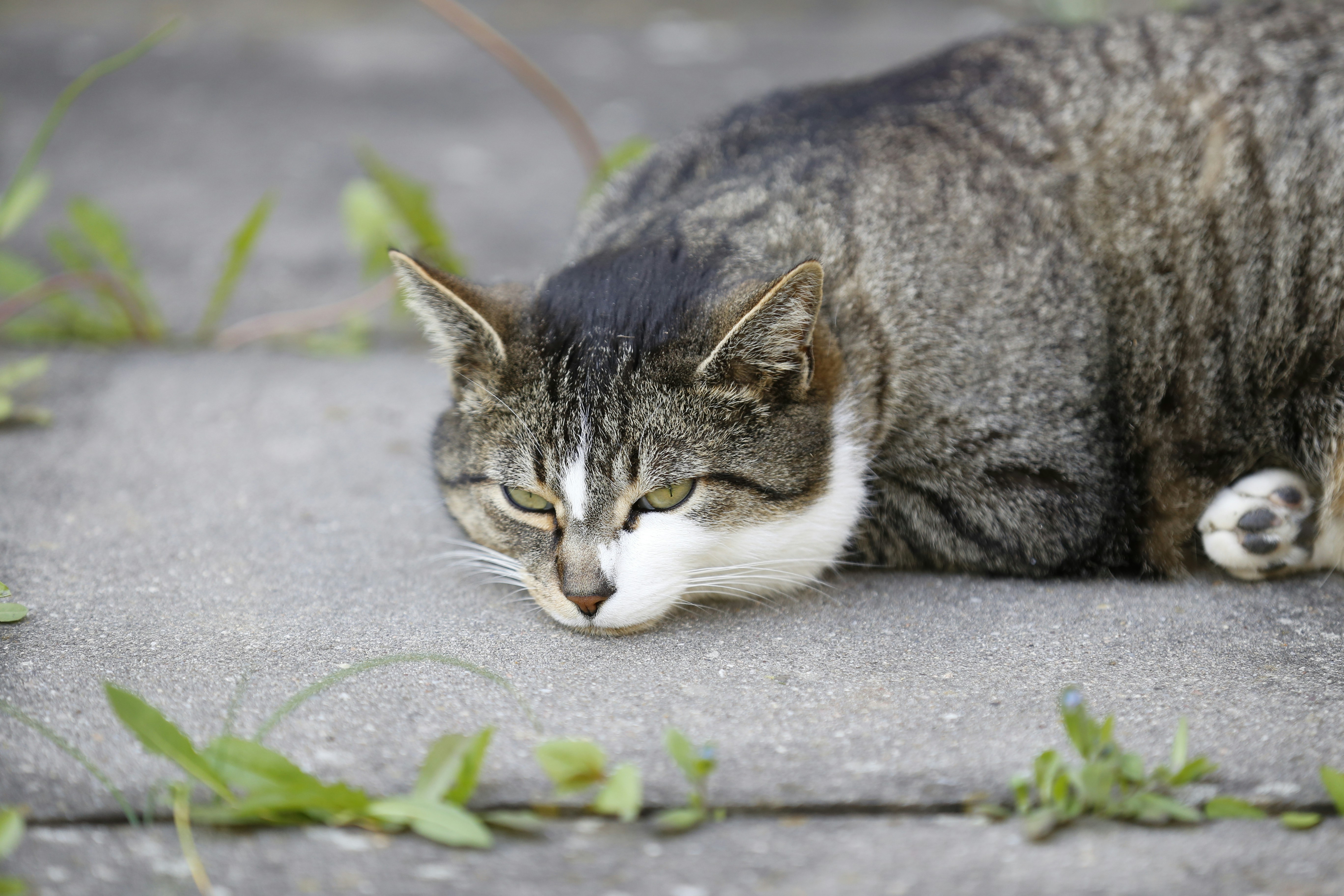 Chartreux: The Silent Friend (image credits: unsplash)