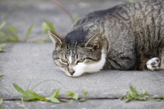 brown tabby cat lying on gray concrete floor