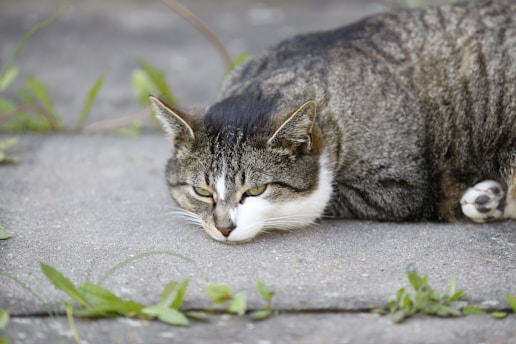 brown tabby cat lying on gray concrete floor