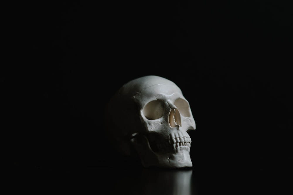 a white skull sitting on top of a table