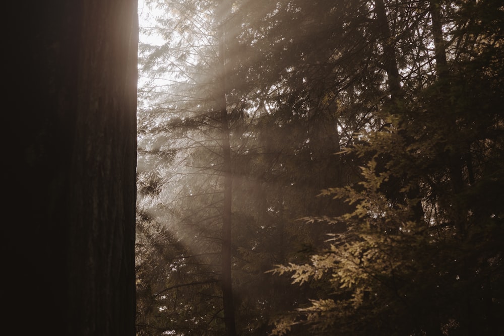 El sol brilla a través de los árboles en el bosque