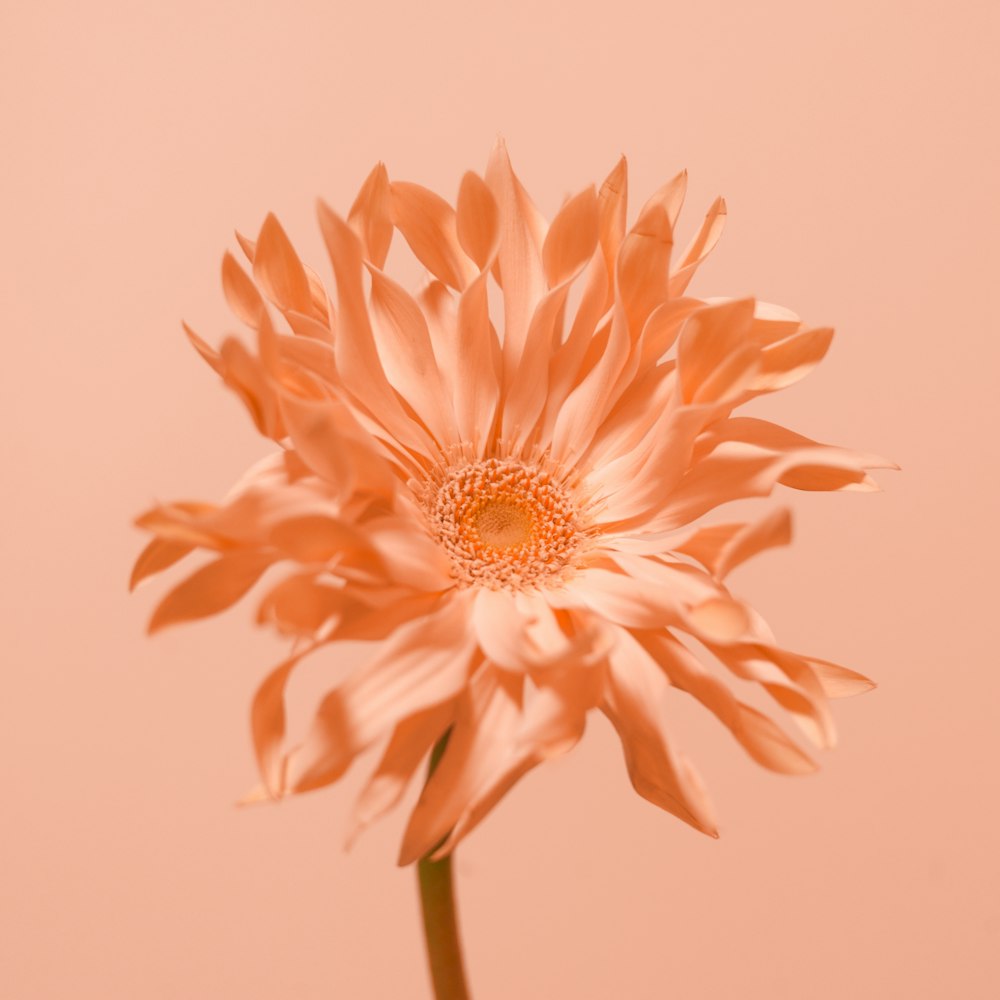 a large pink flower is in a vase