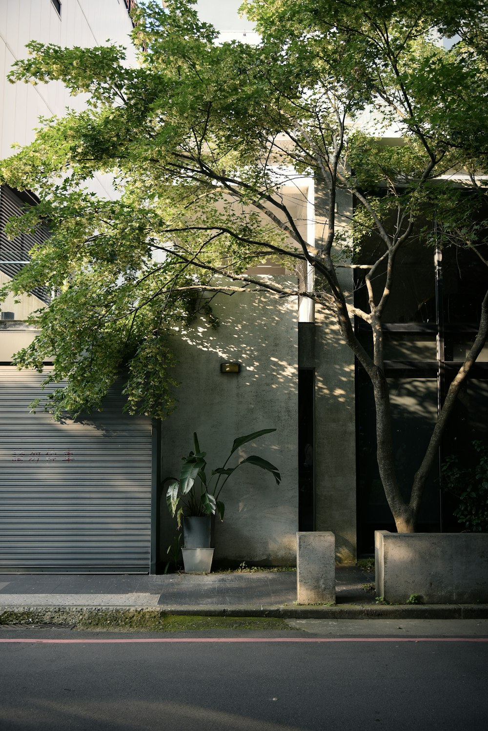 a tall tree sitting next to a tall building