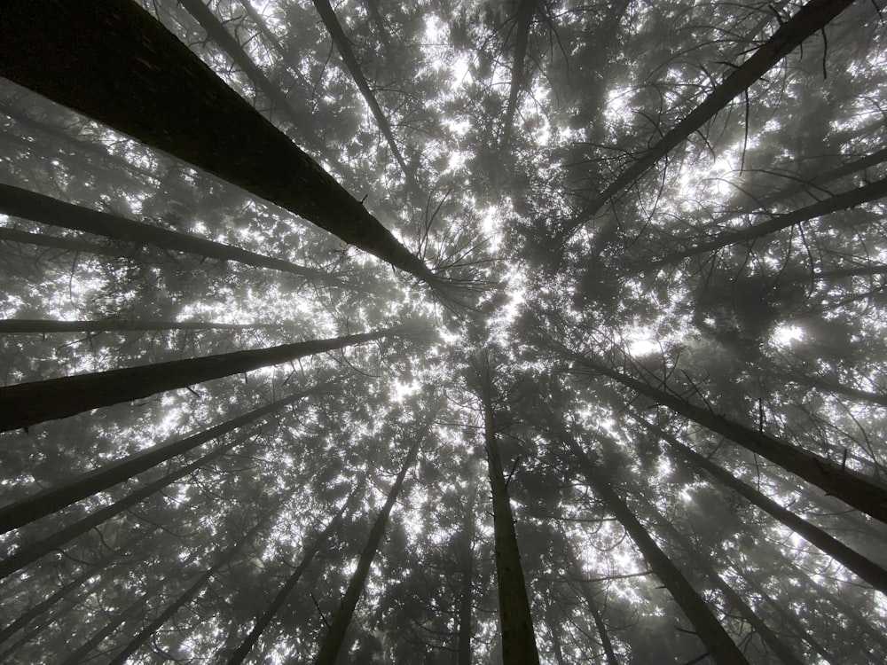 a very tall tree in the middle of a forest